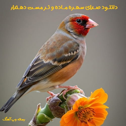 دانلود صدای سهره ماده و نر مست (طولانی با کیفیت 320) دانلود صدای سهره ماده و نر مست (طولانی با کیفیت 320)