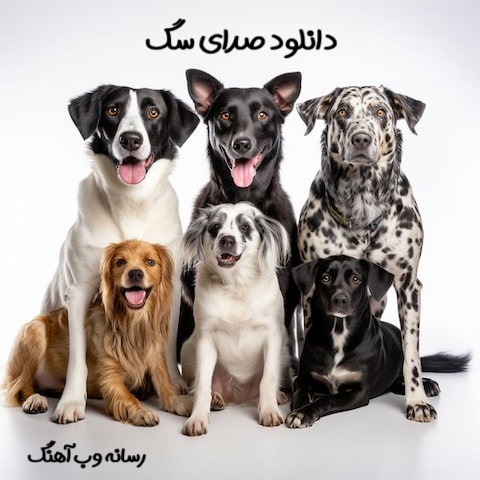 دانلود صدای سگ انواع نژادها با بهترین کیفیت mp3 دانلود صدای سگ انواع نژادها با بهترین کیفیت mp3
