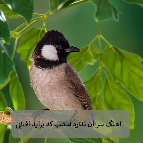 دانلود آهنگ سر آن ندارد امشب که برآید آفتابی از علی رستمیان آهنگ سر آن ندارد امشب که برآید دانلود آهنگ سر آن ندارد امشب که برآید آفتابی از علی رستمیان