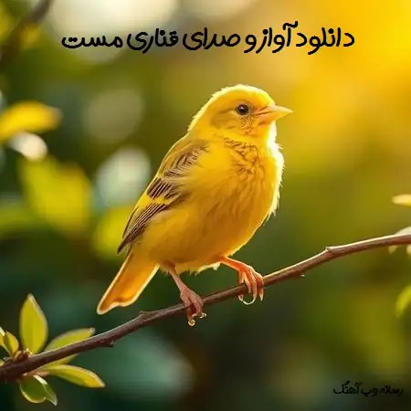 دانلود آواز و صدای قناری مست (41 صوت برای آموزش و جفتگیری) دانلود آواز و صدای قناری مست (41 صوت برای آموزش و جفتگیری)