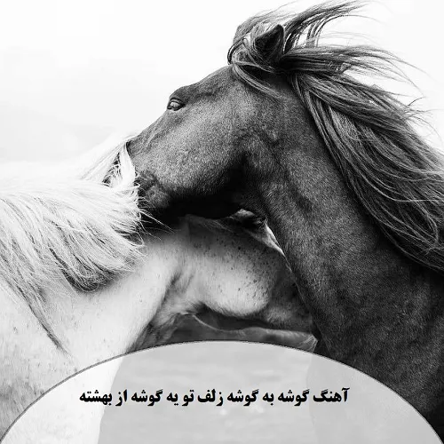 دانلود آهنگ گوشه به گوشه زلف تو یه گوشه از بهشته