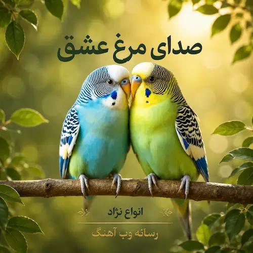 دانلود آواز و صدای مرغ عشق ماده و نر (30 صوت برای جفت گیری) دانلود آواز و صدای مرغ عشق ماده و نر (30 صوت برای جفت گیری)